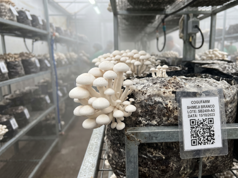 Produção de Shimeji e Shiitake