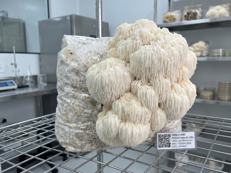 Cogumelos Medicinais e Nobres