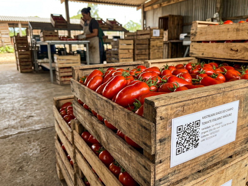 Hortifrutis e Verduras